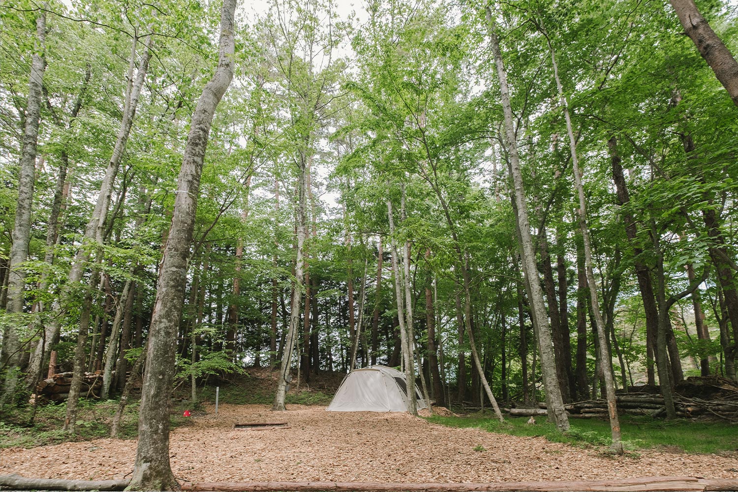 リゾート森林サイト | 【公式】Mt.FUJI CAMP RESORT 〜 マウントフジ