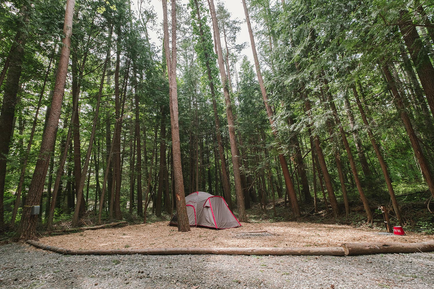 森林サイト M | 【公式】Mt.FUJI CAMP RESORT 〜 マウントフジキャンプ